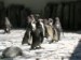 tučňáčci.jpg